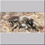 Andrena vaga - Weiden-Sandbiene w02.jpg